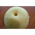 china pear low price pear,good qulity pear,golden pear